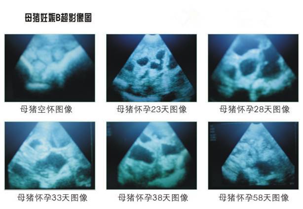 母豬妊娠B超影像圖