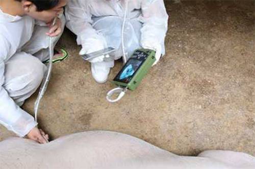 S1掌上獸用B超機豬場檢測