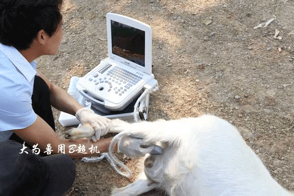 S4便攜獸用B超機(jī)母羊測孕