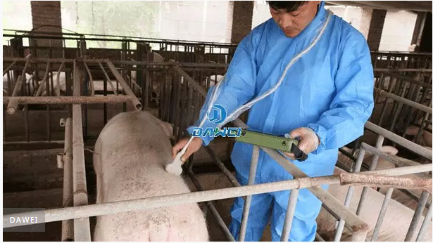 母豬B超機受孕背膘檢查