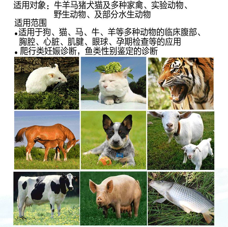 S8獸用B超機(jī)適用對(duì)象