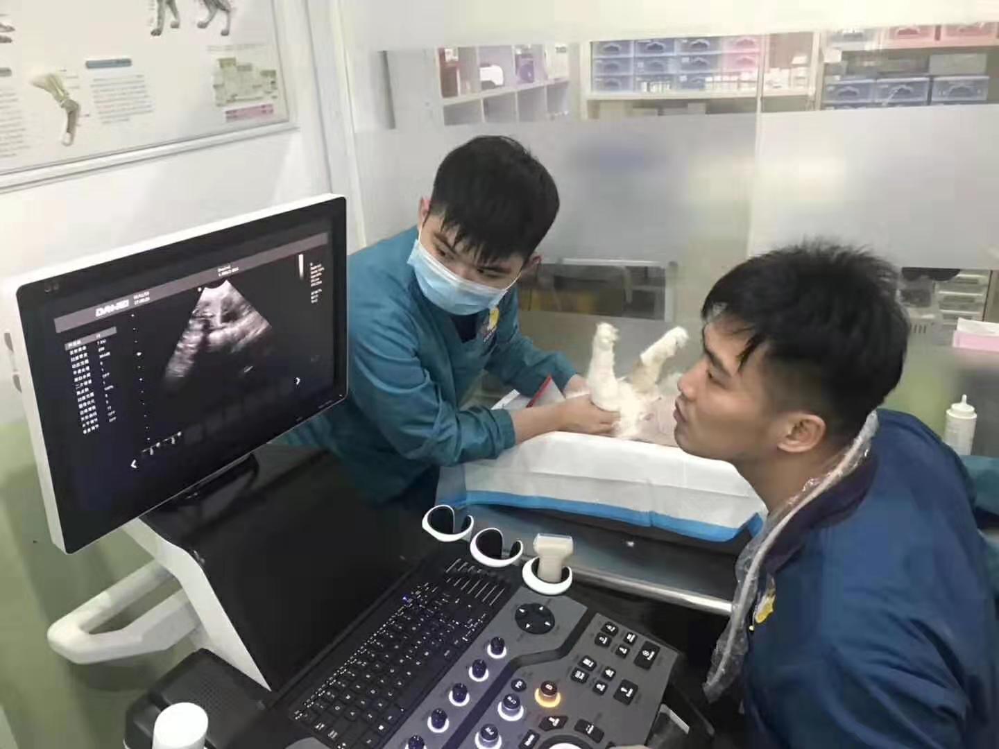 大為獸用彩超機