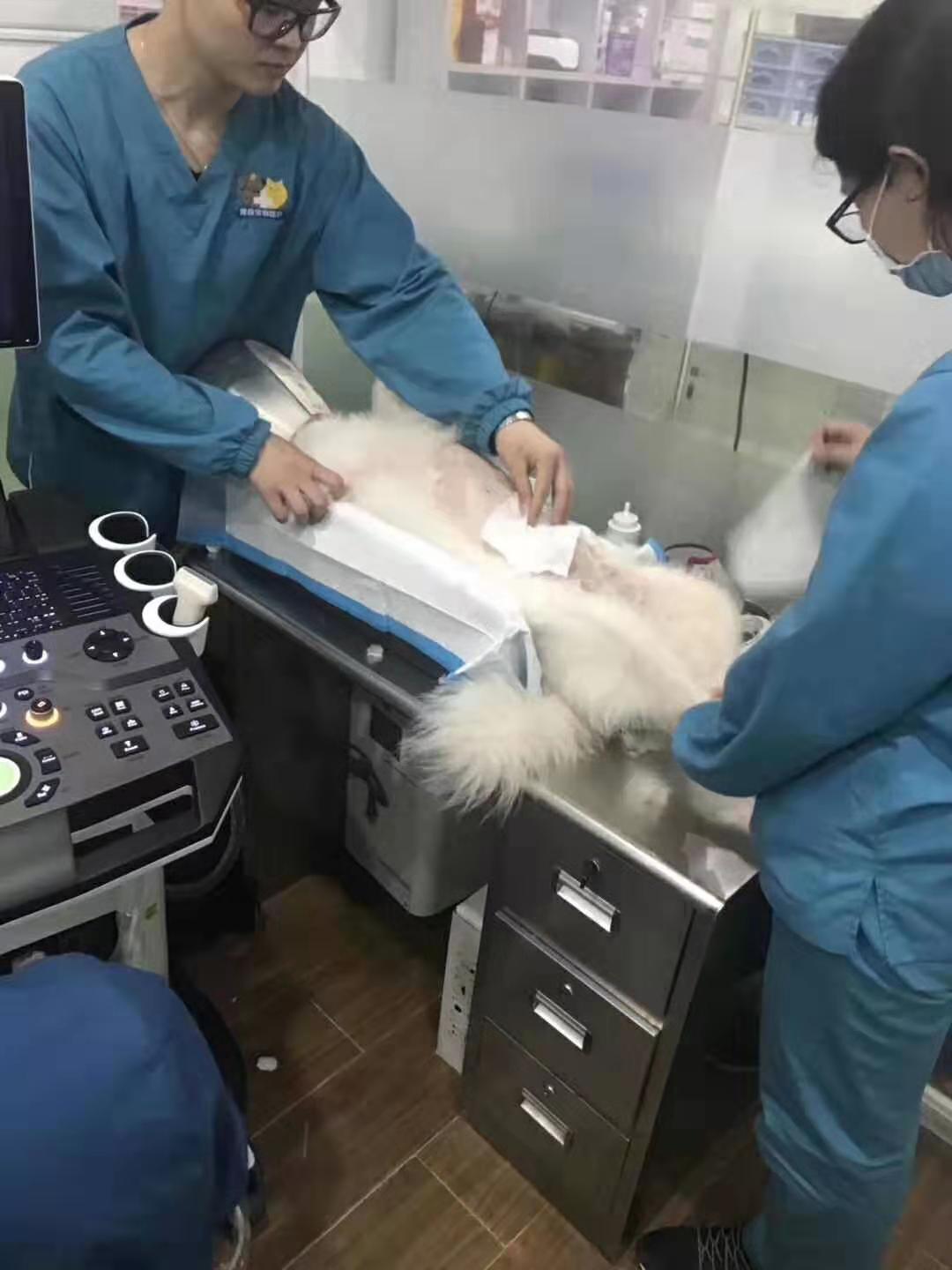 寵物b超機