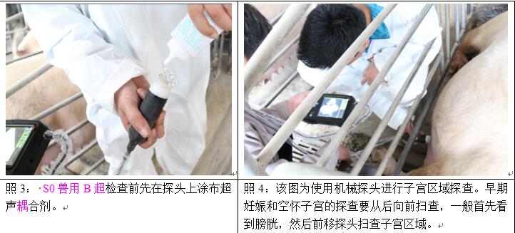 獸用b超機