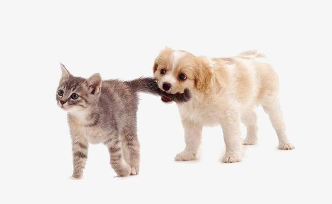動物貓狗