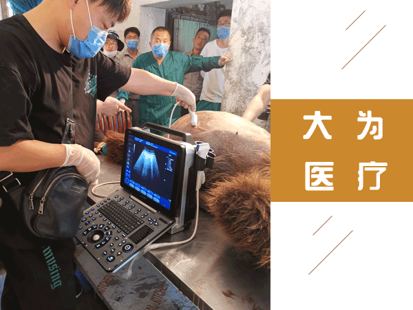 獸用彩超機(jī)給熊做B超