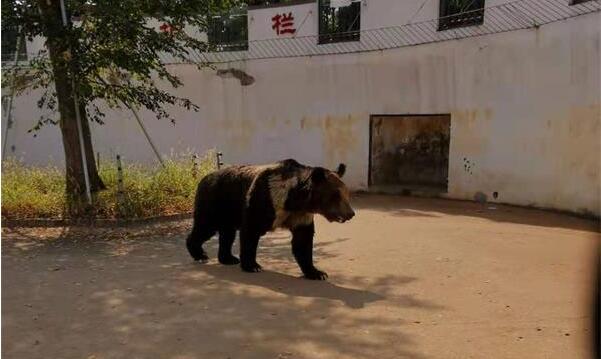 動物園熊