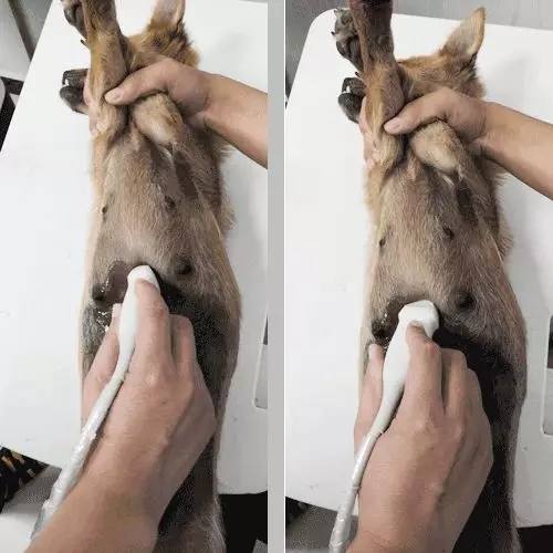 寵物狗做b超圖