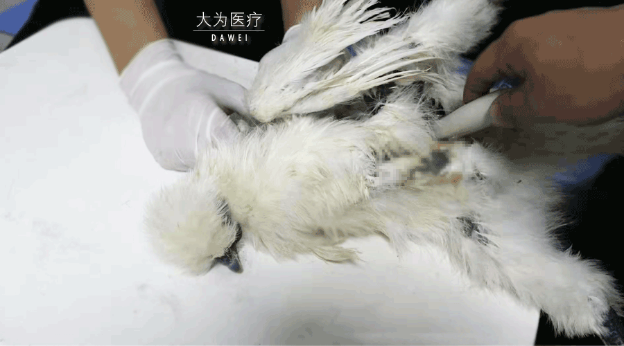 烏雞做B超圖