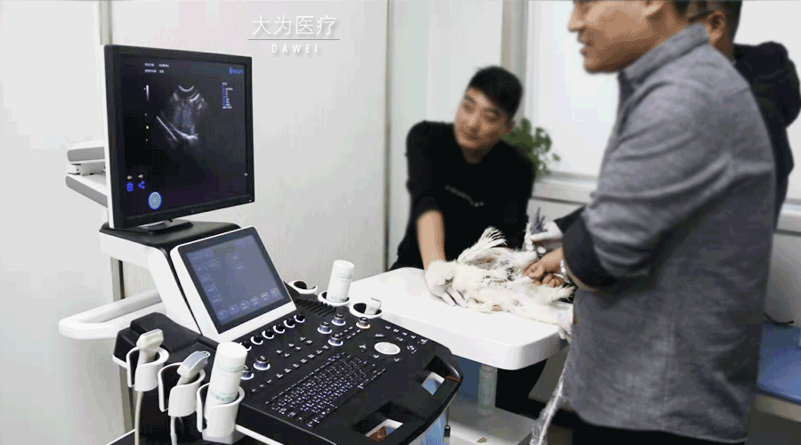 獸用b超機(jī)操作圖