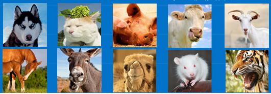 動物彩超